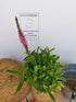 Veronica roz - Veronica spicata Rosa Zwerg
