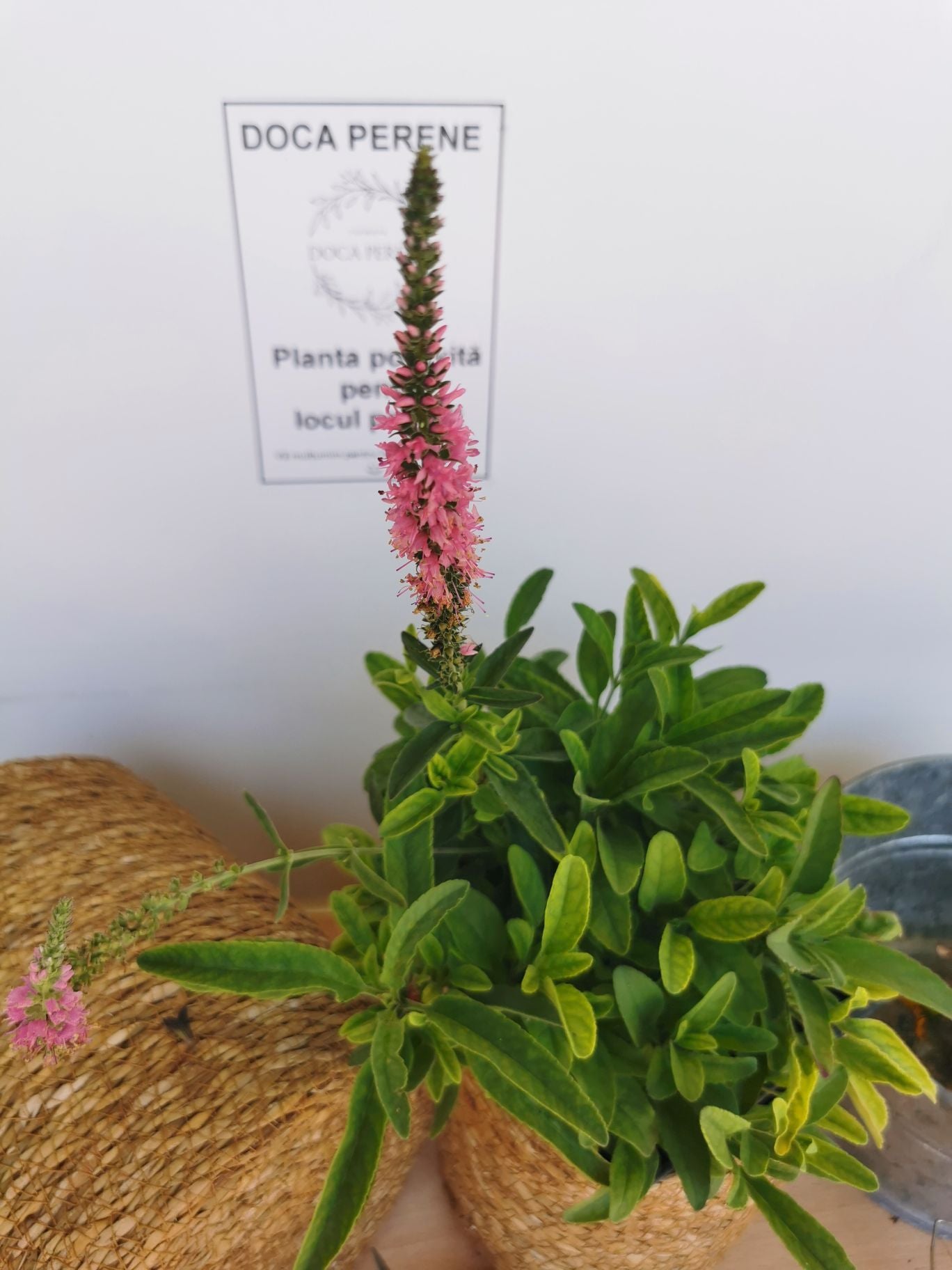 Veronica roz - Veronica spicata Rosa Zwerg
