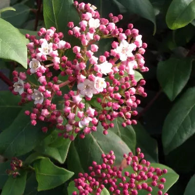 Bulgăre de Zăpadă - Viburnum Tinus 'Gwenllian'