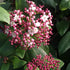 Bulgăre de Zăpadă - Viburnum Tinus 'Gwenllian'
