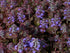 Vinețică - Ajuga reptans Atropurpurea - DocaPerene