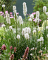 Steaua strălucitoare albă - Liatris spicata White