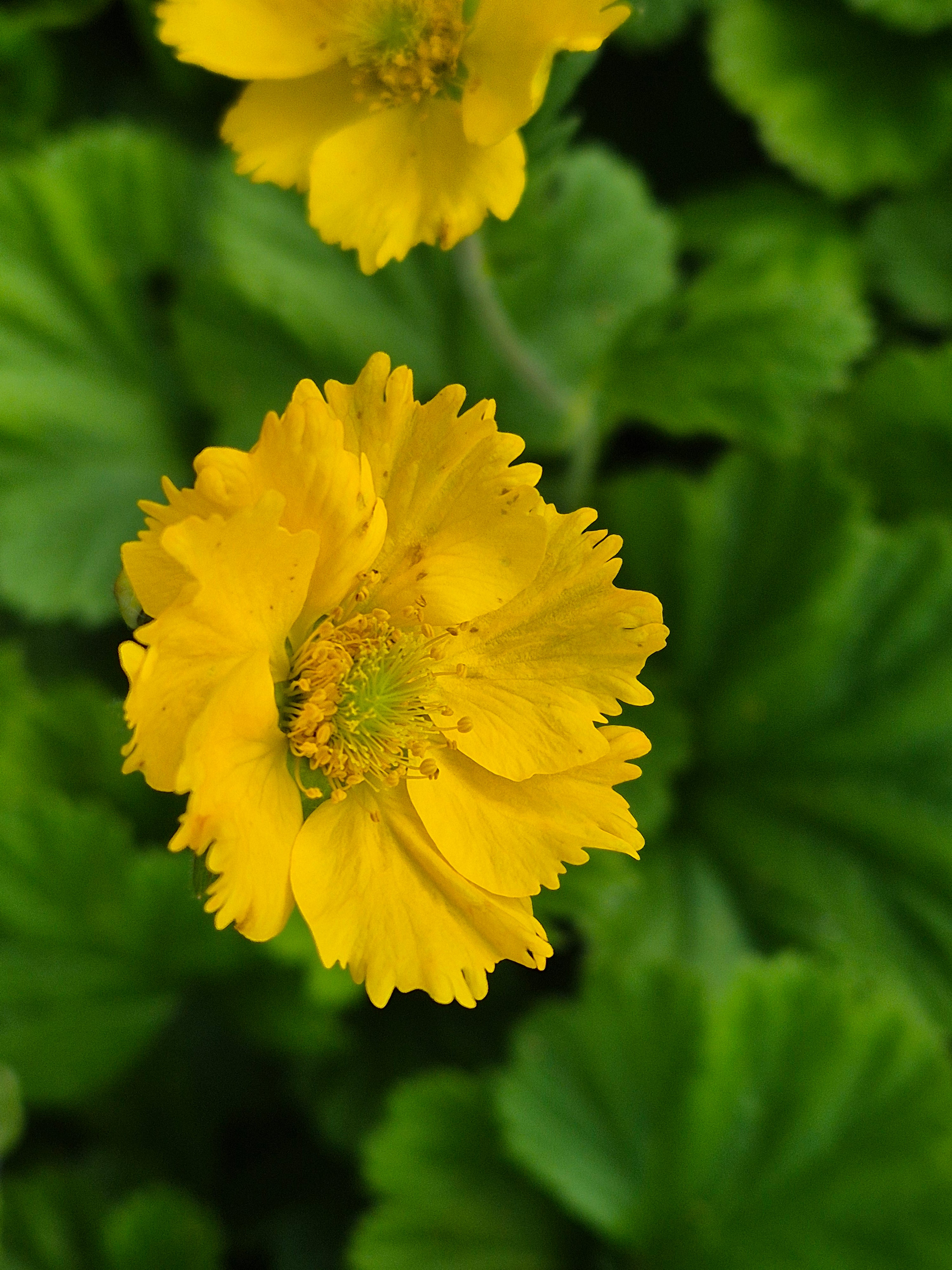 Rădăcină de ghimbir - Geum coccineum Tosai Yellow