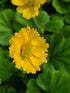 Rădăcină de ghimbir - Geum coccineum Tosai Yellow