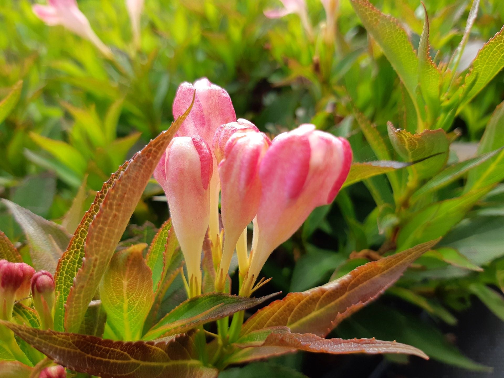 Weigela - Weigela 'All Summer Peach'