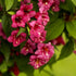 Weigela  - Weigela florida Bristol Ruby Variegata