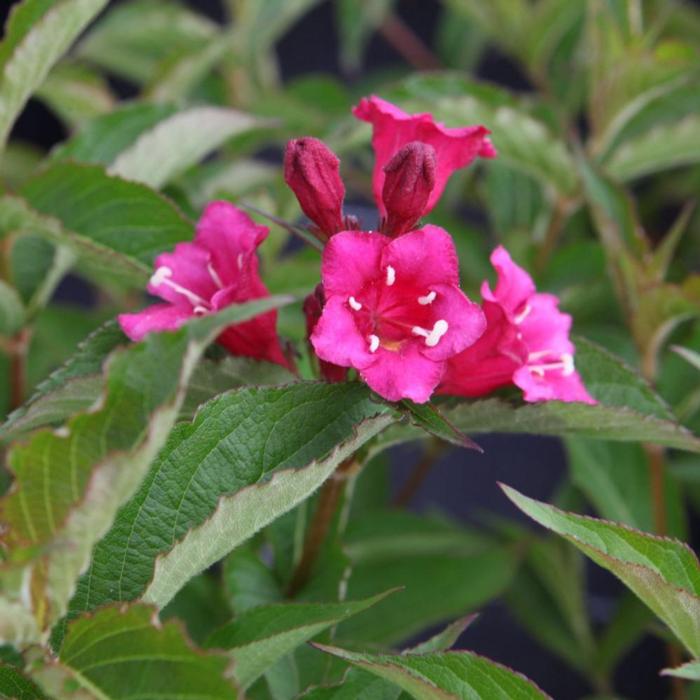 Weigela  - Weigela florida Bristol Ruby Variegata