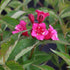 Weigela  - Weigela florida Bristol Ruby Variegata