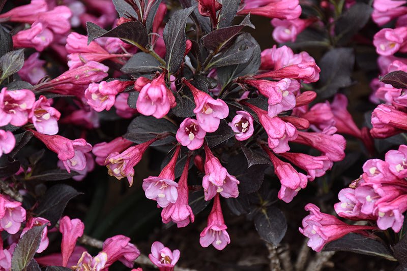 Weigela florida 'Nana Purpurea' - DocaPerene