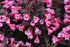 Weigela florida 'Nana Purpurea' - DocaPerene