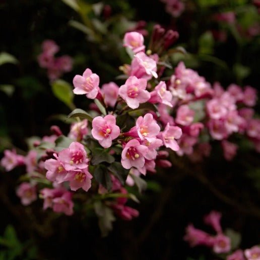 Weigela florida 'Nana Purpurea' - DocaPerene