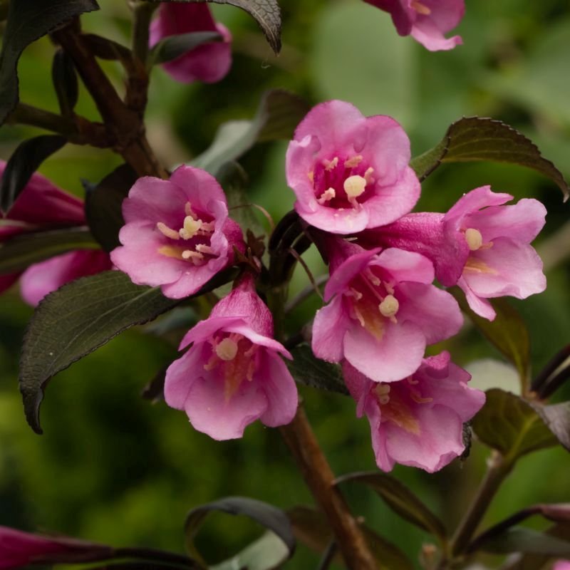Weigela florida 'Nana Purpurea' - DocaPerene