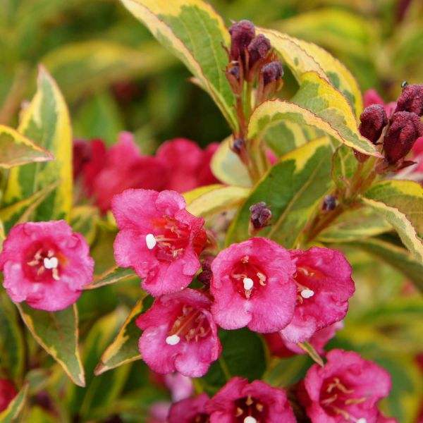 Weigela 'Moulin Rouge' (Weigela roșie) - DocaPerene