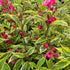 Weigela 'Moulin Rouge' (Weigela roșie) - DocaPerene