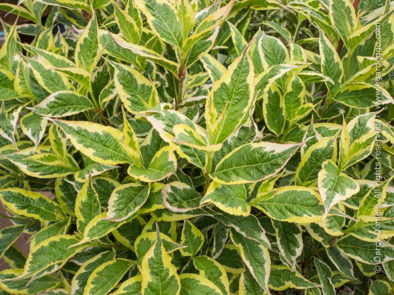 Weigela Variegata - Weigela 'Nana Variegata'