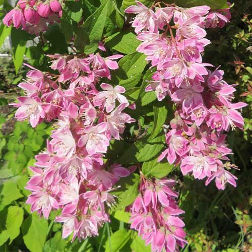 Deutzia roz  - Deutzia hybrida 'Strawberry Fields'