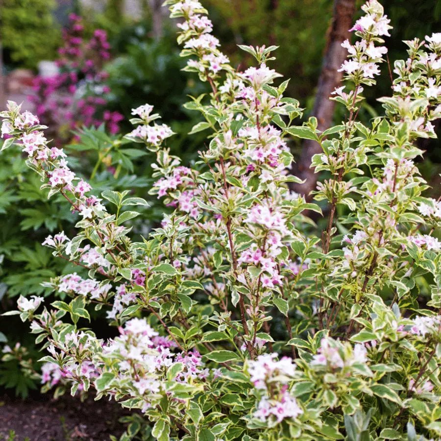 Weigela Variegata - Weigela 'Nana Variegata' - DocaPerene