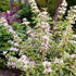 Weigela Variegata - Weigela 'Nana Variegata' - DocaPerene
