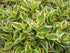 Weigela Variegata - Weigela 'Nana Variegata' - DocaPerene