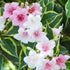 Weigela Variegata - Weigela 'Nana Variegata' - DocaPerene