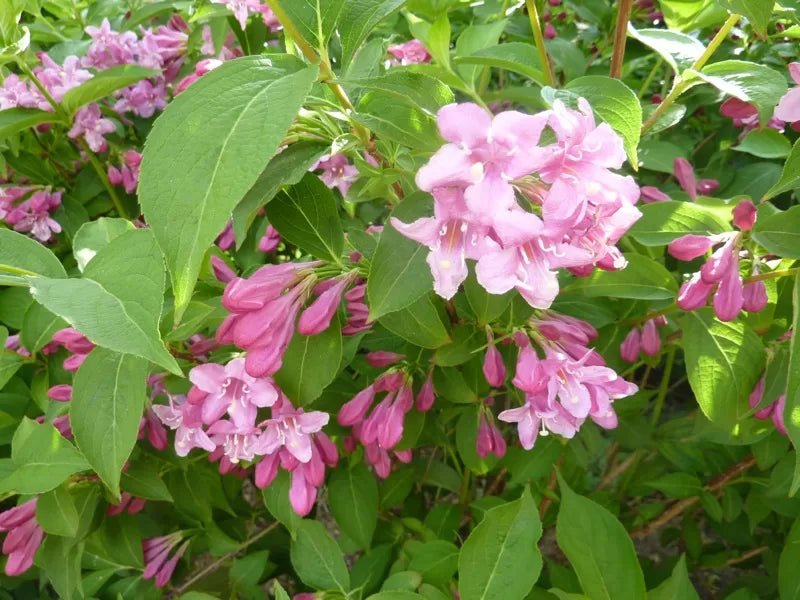 Weigela Weigela florida 'Abel Carriere' - DocaPerene