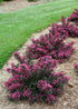 Weigela - Weigela florida 'Foliis Purpureis' - DocaPerene