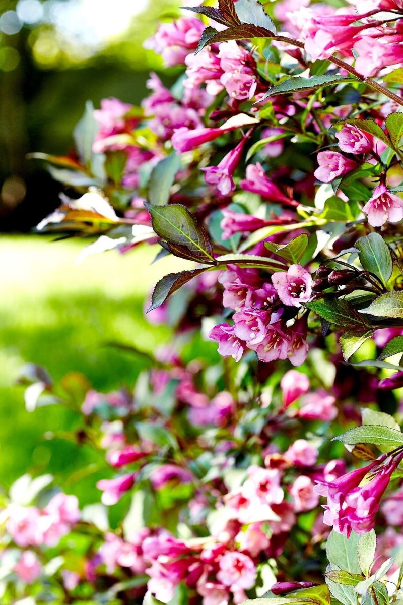 Weigela - Weigela florida 'Pink Poppet' - DocaPerene