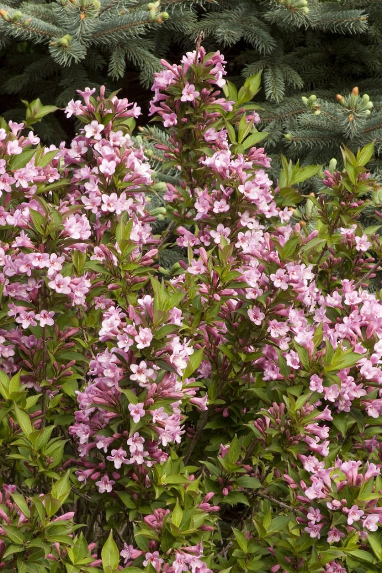 Weigela - Weigela florida 'Pink Poppet' - DocaPerene