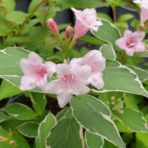 Weigela - Weigela florida 'Suzanne' - DocaPerene