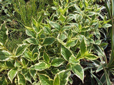 Weigela - Weigela florida 'Variegata' - DocaPerene