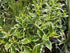 Weigela - Weigela florida 'Variegata' - DocaPerene