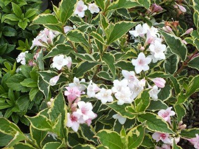 Weigela - Weigela florida 'Variegata' - DocaPerene