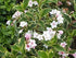 Weigela - Weigela florida 'Variegata' - DocaPerene