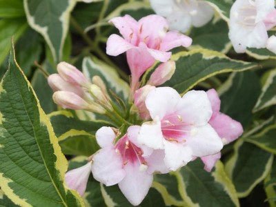 Weigela - Weigela florida 'Variegata' - DocaPerene