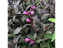 Weigela - Weigela florida 'Victoria' - DocaPerene