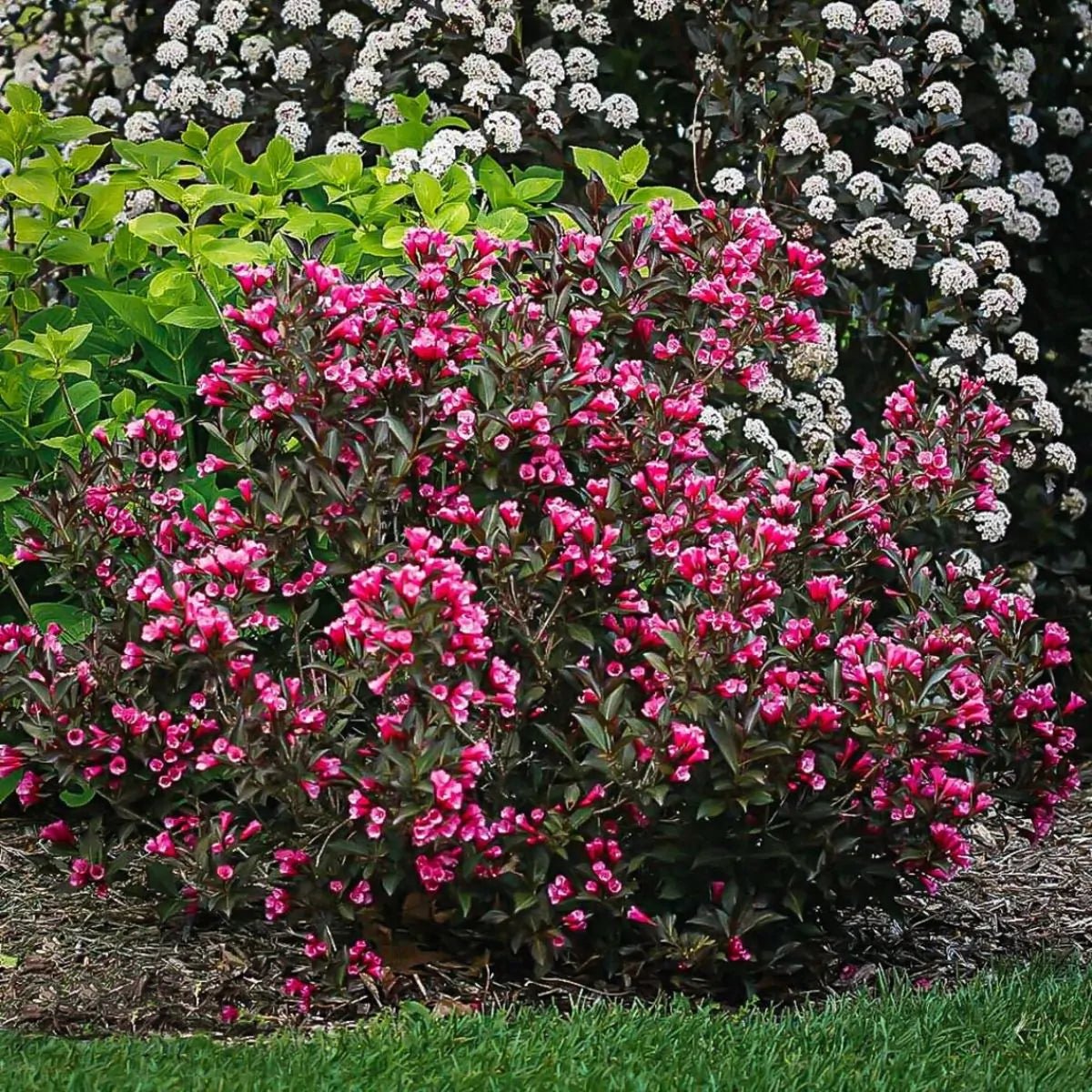 Weigela - Weigela florida 'Victoria' - DocaPerene