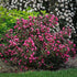 Weigela - Weigela florida 'Victoria' - DocaPerene