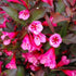 Weigela - Weigela florida 'Victoria' - DocaPerene