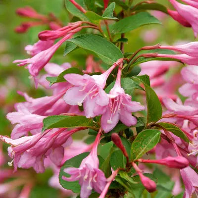 Weigela - Weigela florida 'Pink Princess'