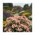 Weigela - Weigela 'All Summer Peach'