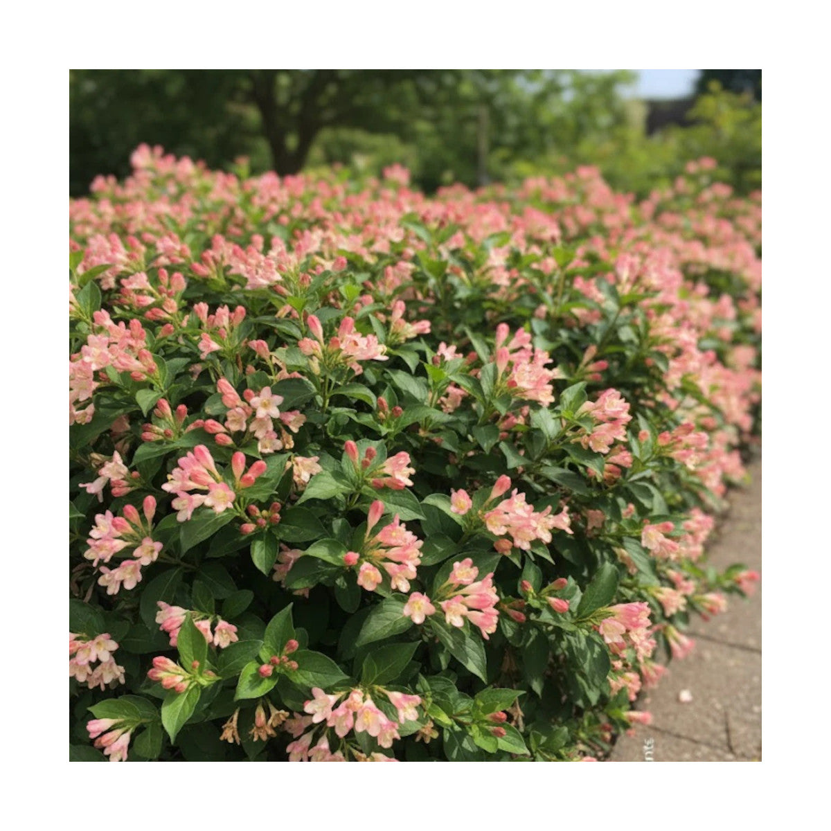 Weigela - Weigela 'All Summer Peach'