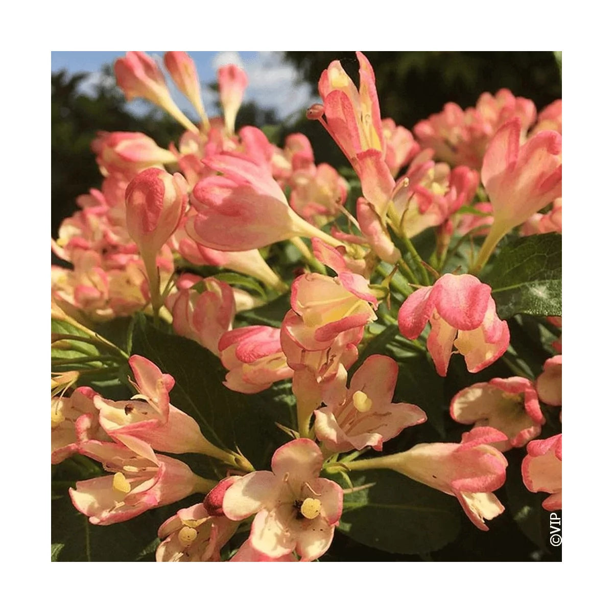 Weigela - Weigela 'All Summer Peach'