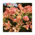 Weigela - Weigela 'All Summer Peach'