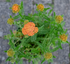 Coada Șoricelului Portocalie - Achillea Millefolium 'Skysail Yellow'