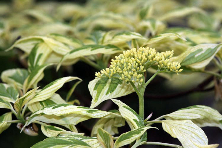 Corn cu frunze în două culori - Cornus sericea 'White Gold'