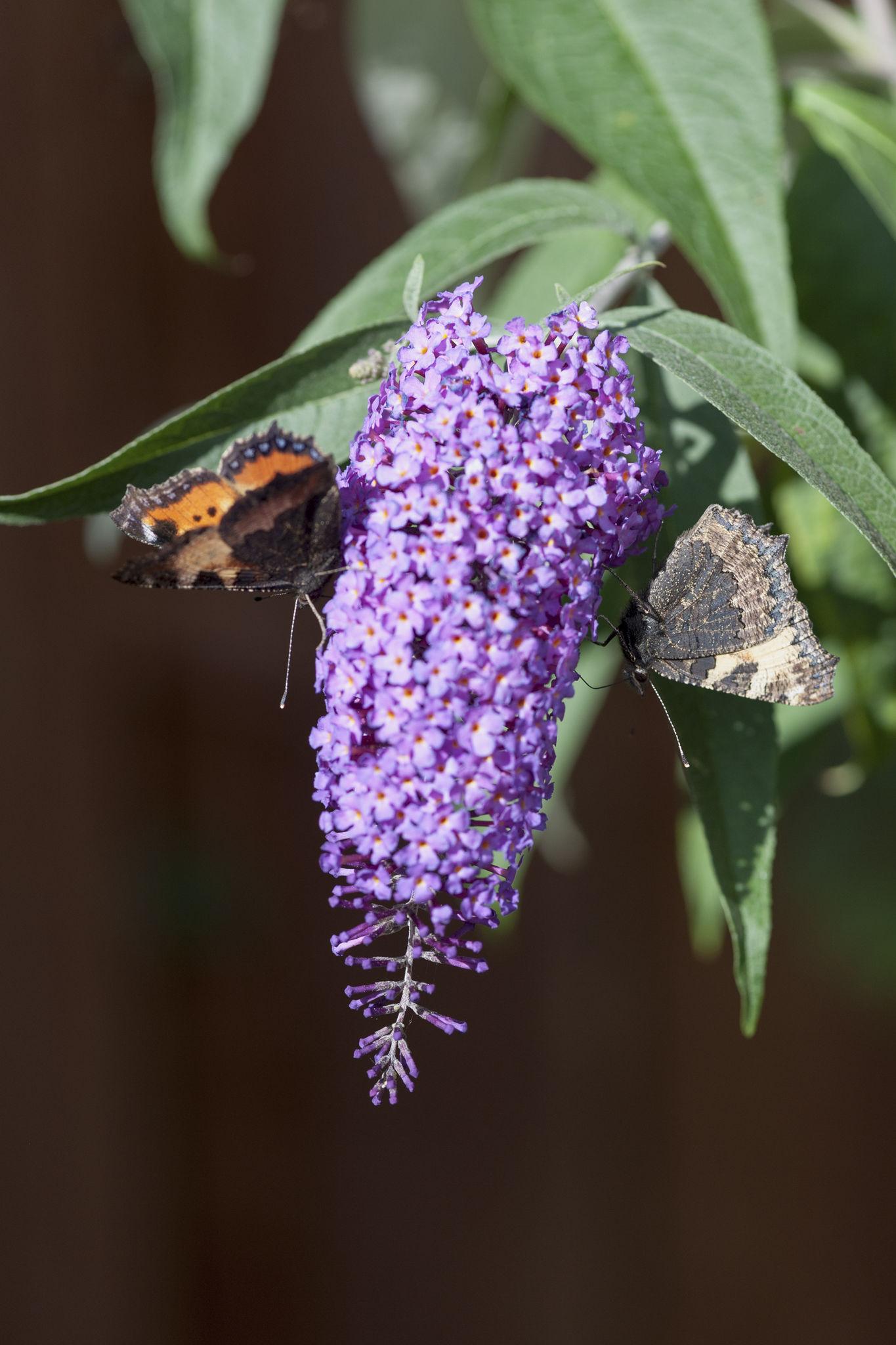 Liliac de vară compact - Buddleja davidii Chrysalis™ ‘Blue’
