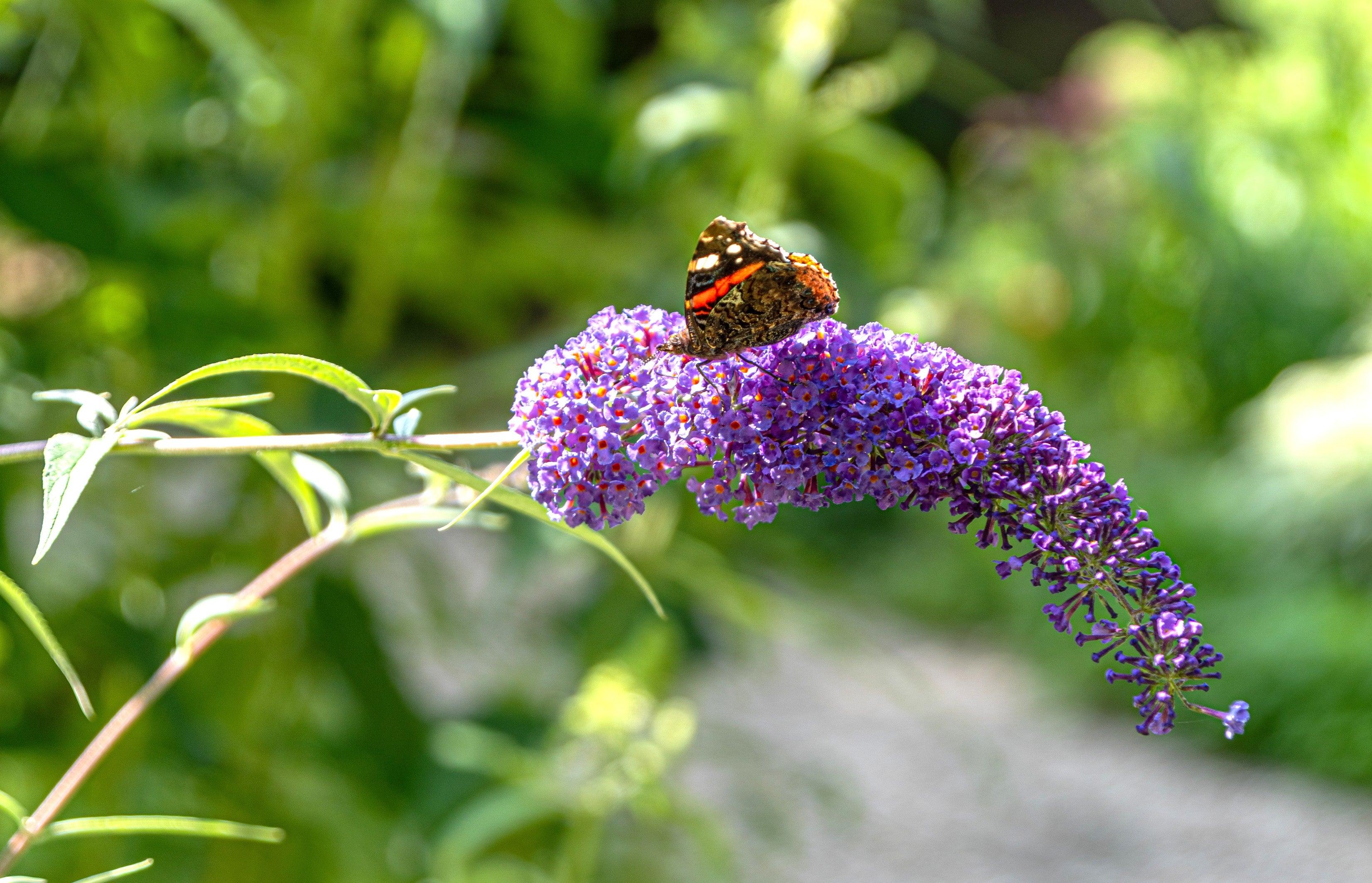 Liliac de vară Nanho Blue - Buddleja davidii 'Nanho Blue'