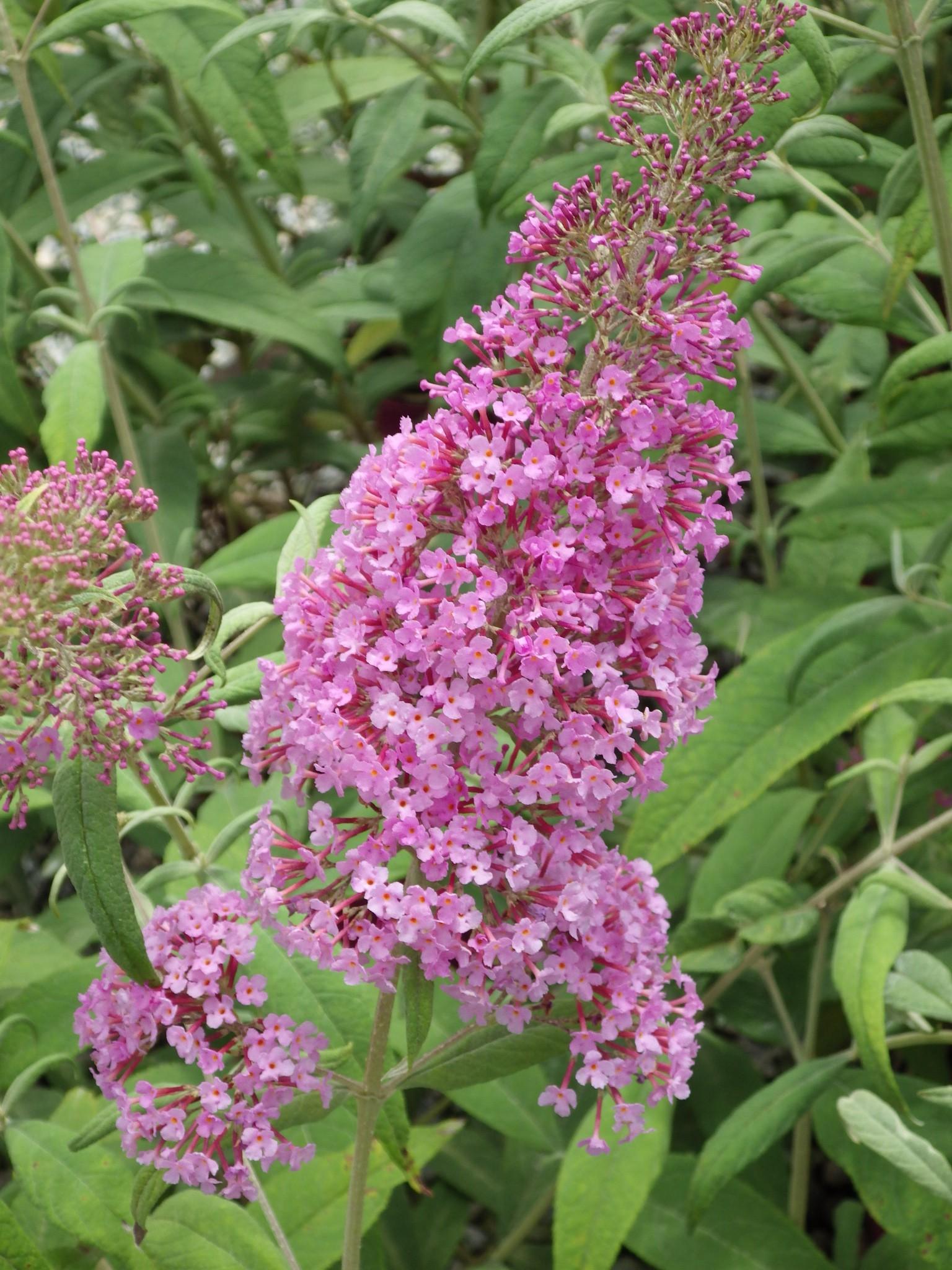 Liliac de vară roz - Buddleja davidii 'Pink Delight'