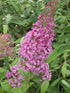 Liliac de vară roz - Buddleja davidii 'Pink Delight'